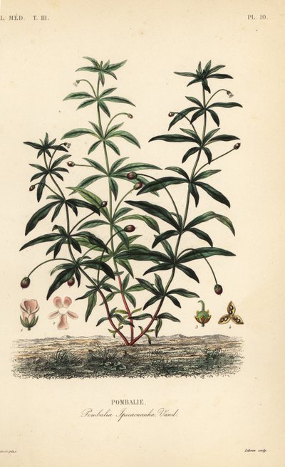 Greenviolet ou flor jubarte, Hybanthus calceolaria, Pombalia ipecacuanha, Pombalie de Unbekannt