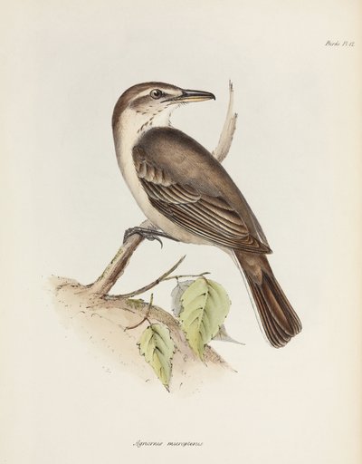 Grisalho de barriga cinzenta, c 1832-1836 de Unbekannt