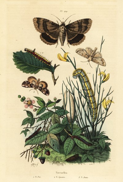 Traça da adaga cinzenta e larva, Acronicta psi 1, Traça do espectro Apopestes e larva 2, Traça da flor de pêssego e lagarta, Thyatira batis 3 de Unbekannt