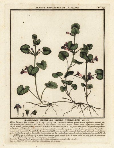 Hera terrestre, Glechoma hederacea. de Unbekannter Künstler