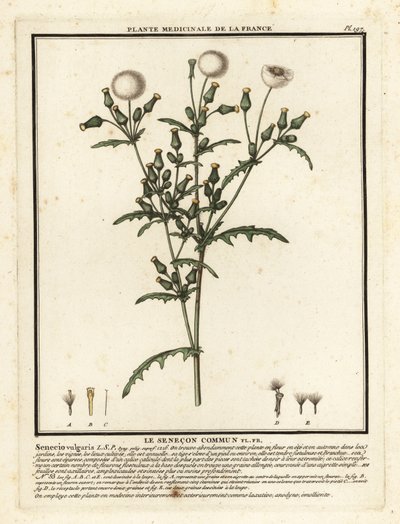 Groundsel, Senecio vulgaris. de Unbekannter Künstler