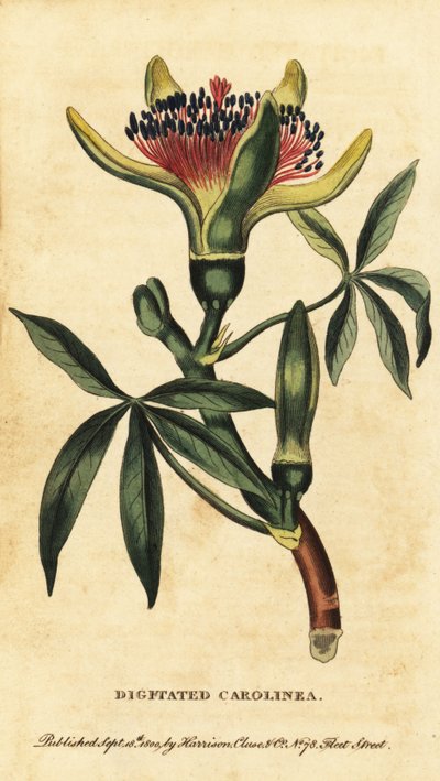 Castanha da Guiana, Pachira aquatica. ,1800 (gravura) de Unbekannter Künstler