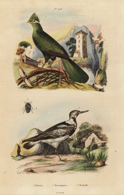 Guinea turaco, Tauraco persa, e Eurasian wryneck, Jynx torquilla de Unbekannt