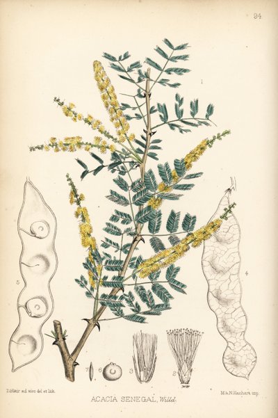 Goma-arábica, goma verek ou hashab, Acacia senegal. Litografia colorida à mão de Hanhart a partir de uma ilustração botânica de David Blair da obra Medicinal Plants de Robert Bentley e Henry Trimen, Londres de Unbekannter Künstler