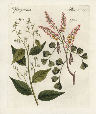 Goma de benjamim, Styrax benzoin 1, e pau-brasil, Haematoxylon campechianum 2. Gravura em chapa de cobre colorida à mão do "Bilderbuch fur Kinder" (Livro de imagens para crianças) de Bertuch, Weimar de Unbekannter Künstler