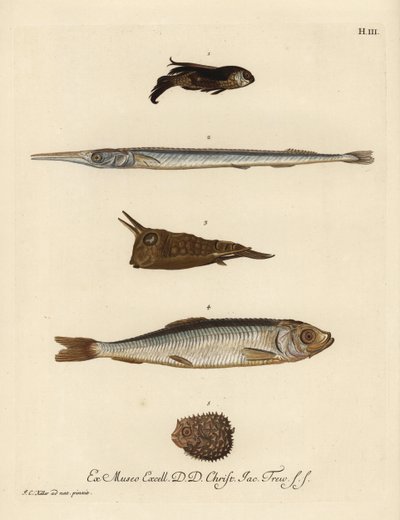 Caboz, Chelidonichthys species 1, peixe-agulha, Belone belone 2, peixe-cão, Lactoria cornuta 3, arenque, Clupea harengus 4, e peixe-espinho de poucas espinhas, Chilomycterus reticulatus 5. Gravura em chapa de cobre colorida à mão, segundo uma ilustração de de Unbekannter Künstler