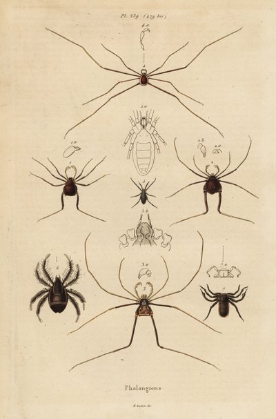 Colhedores, colhedores ou papai de pernas longas, espécies Opiliones de Unbekannt