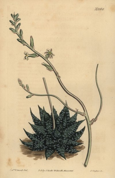 Haworthia minor ou Tulista minima (Mínimo aloé de pérola, Aloé margaritifera minima) de Unbekannt