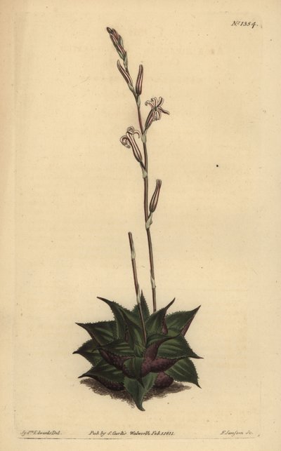 Haworthia mirabilis (Almofada de folhas ásperas aloe, Aloe mirabilis) de Unbekannt