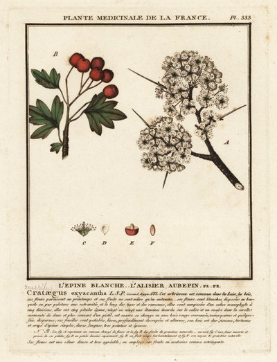 Espinheiro, Crataegus rhipidophylla de Unbekannter Künstler