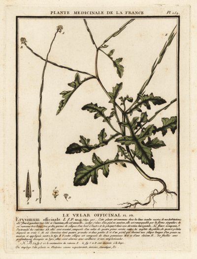 Mostarda de sebe, Sisymbrium officinale. de Unbekannter Künstler