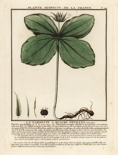 Herb-paris, Paris quadrifolia. de Unbekannter Künstler