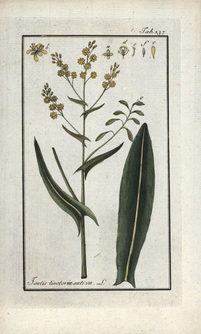 Erva de São Filipe (Isatis tinctoria sativa). Litografia de "Afbeelding der Artseny-Gewassen" de Johannes Zorn (1739-1799), Países Baixos de Unbekannter Künstler