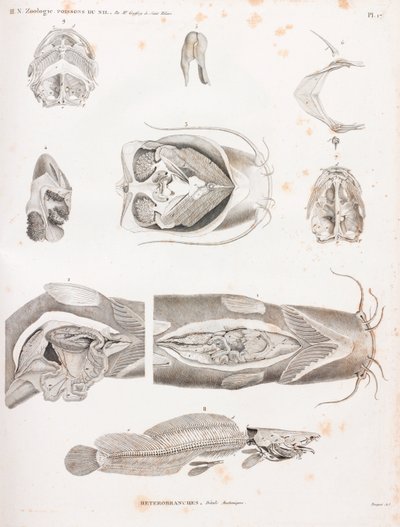 Heterobrânquios, detalhes anatómicos de Unbekannt