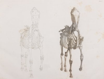 Esqueleto de cavalo, vista frontal de Unbekannt