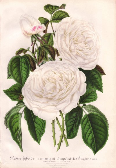 Rosa branca híbrida, Imperatrice Eugenie, Imperatriz Eugénia. Cromolitografia desenhada e litografada por L. Stroobant para "L