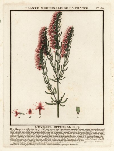 Hissopo, Hyssopus officinalis. de Unbekannter Künstler