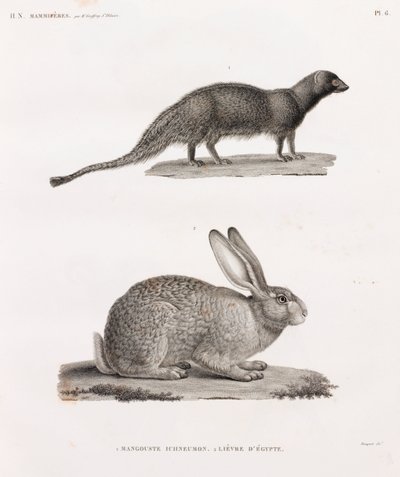 Ichneumon Mongoose & Hare From Egypt (Lebre do Egipto) de Unbekannt
