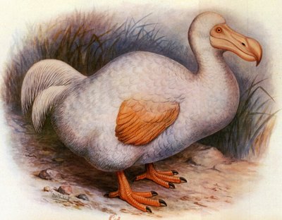 Ilustração/Didus solitarius/White Dodo of the Reunion/Solitaire de Unbekannt