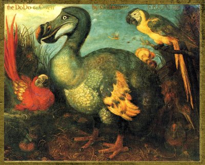 Ilustração/Raphus cucullatus/Dodo da Maurícia/Dronte de Unbekannt