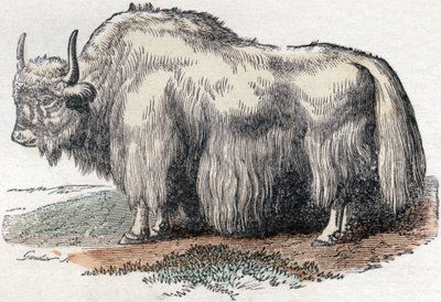 Ilustração para "Alfabeto Buffon" de Unbekannter Künstler