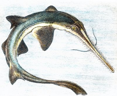 Ilustração de um peixe-espada (Xiphias gladius) de Unbekannter Künstler