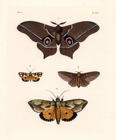 Imbrasia epimethea (Saturnia epimethea) 1, traça-dos-carvalhos riscada de rosa, Anisota virginiensis (Dryocampa virginiensis) 2, Crameria aegocera (Aegocera amabilis) 3, e Eudocima materna (Triphaena materna) 4. Litografia colorida à mão da nova obra de Jo de Unbekannter Künstler