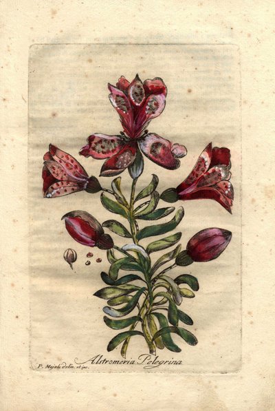 Lírio Inca (Alstromeria pelegrina), originário do Peru e do Chile. Descrição das flores, folhas, caule e sementes. Eau forte en couleurs, desenho de P.Maioli (ou Majoli), gravura de Giuseppe Bianchi, publicada em 1786, na Década de Curiosidades e Elegância de Unbekannter Künstler