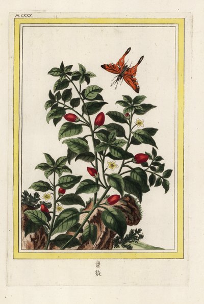 Pimenta da Índia. Pimenta, Capsicum annuum. Gravura colorida à mão de Pierre Joseph Buchoz "Coleção preciosa e iluminada das mais belas e curiosas flores, cultivadas tanto nos jardins da China como nos da Europa, Paris de Unbekannter Künstler