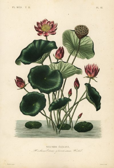 lótus indiano, Nelumbo nucifera, Nelumbium speciosum, Nelumbo elegante de Unbekannt