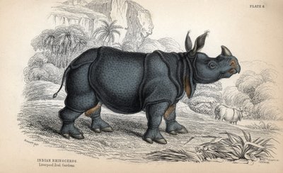 Rinoceronte indiano (Rhinoceros unicornis ou indicus), espécie ameaçada de extinção. Gravura em cobre de William Lizars, baseada num desenho de James Stewart, publicada na Naturalist Library: mammals, pachyderms and quadrupedes with fine skin, editada por  de Unbekannter Künstler