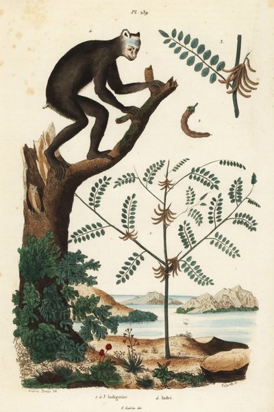 Indigo, Indigofera atropurpurea 1-3, e indri ou babakoto, Indri indri, lêmure em perigo crítico 4 de Unbekannt