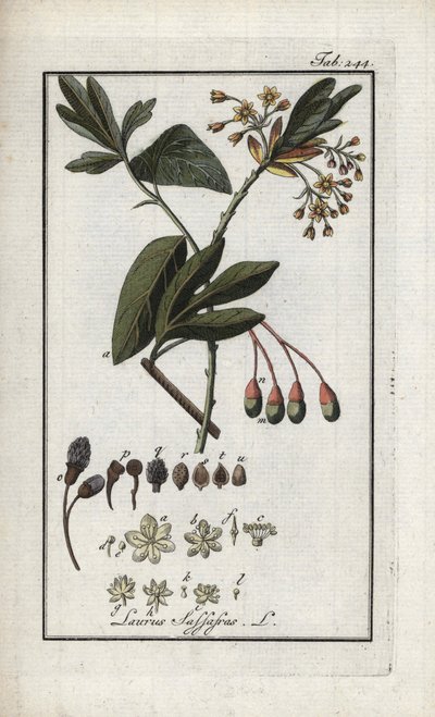 Loureiro Iroquês (Sassafrás albidum). Litografia de "Afbeelding der Artseny-Gewassen" de Johannes Zorn (1739-1799), Países Baixos de Unbekannter Künstler