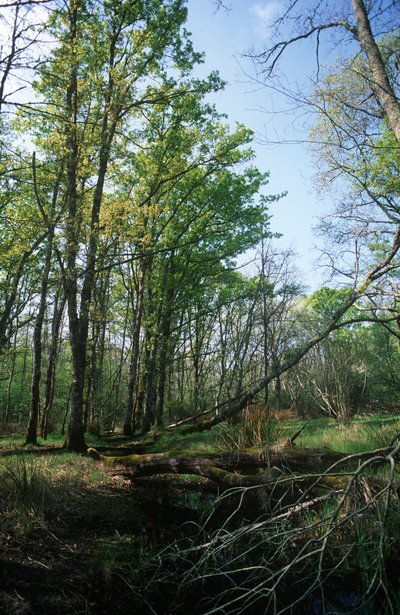 Itália, Região do Lácio, Parque Nacional do Circeo, lagoa na Reserva da Biosfera de William M. Timlin