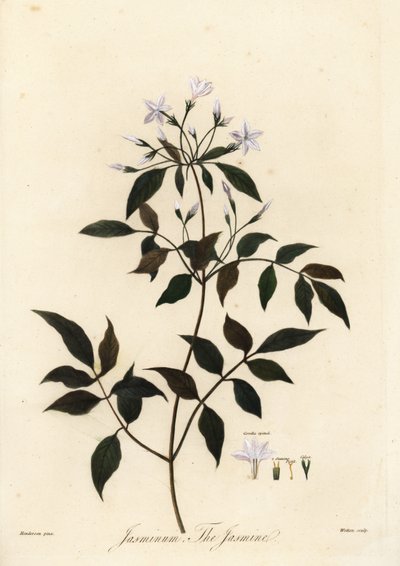 Jasmim, Jasminum officinale. 1805 (gravura) de Unbekannter Künstler