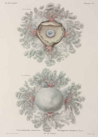 Medusas, Indonésia de Unbekannter Künstler