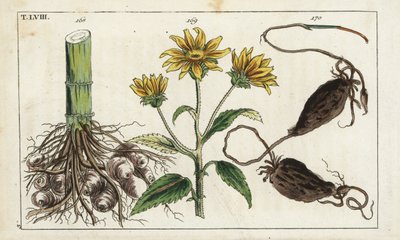 Alcachofra de Jerusalém (alcachofra de Jerusalém), raiz de Helianthus tuberosus de Unbekannter Künstler