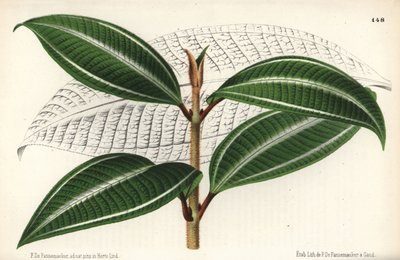 Variedade de baga de Johnnyberry, Miconia pulverulenta var trifasciata. Desenhado e cromolitografado por P. de Pannemaeker a partir de l