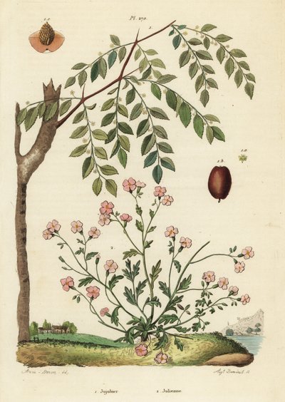 Jujube ou data chinesa, Ziziphus jujuba 1, e estoque da Virgínia, Malcolmia maritima 2 de Unbekannt