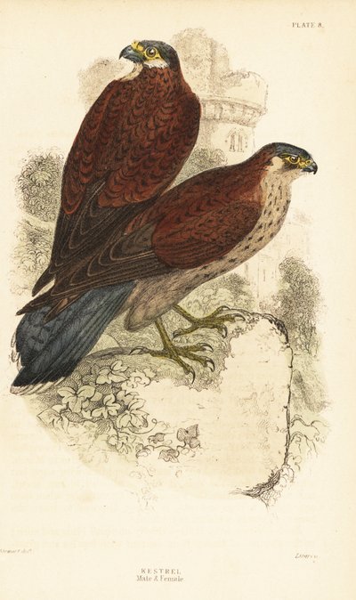 Peneireiro, masculino e feminino, Falco tinnunculus, em frente de uma ruína1889 (gravura) de Unbekannter Künstler