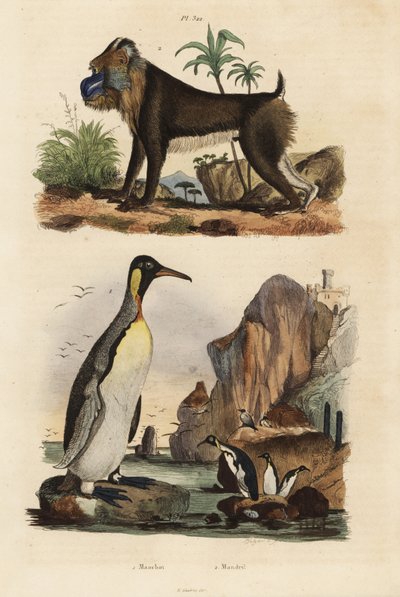 Pinguim rei, Aptenodytes patagonicus 1, e mandril, Mandrillus sphinx, vulnerável, 2 de Unbekannt