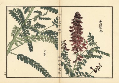 Kouka ou kujin, Sophora flavescens. Raiz utilizada na medicina chinesa como ku shen. Gravura em madeira colorida à mão de Kono Bairei de Kusa Bana Hyakushu (Cem Variedades de Flores), Tóquio, Yamada de Unbekannter Künstler