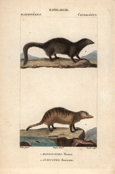 La mangouste et le suricate - Eau forte de Jean Gabriel Pretre (1780-1845), gravado por Carnonkel, para o dicionário de ciências naturais: mamíferos de Frederic Cuvier, editado por Pierre Jean Francois Turpin (1775-1840), publicado por F.G.Levrault, Paris de Unbekannter Künstler