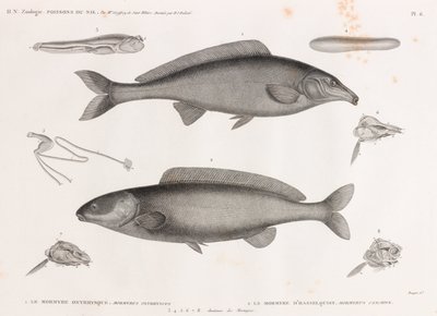 Oxyrhynchus Mormyre & Hasselquist Mormyre de Unbekannt
