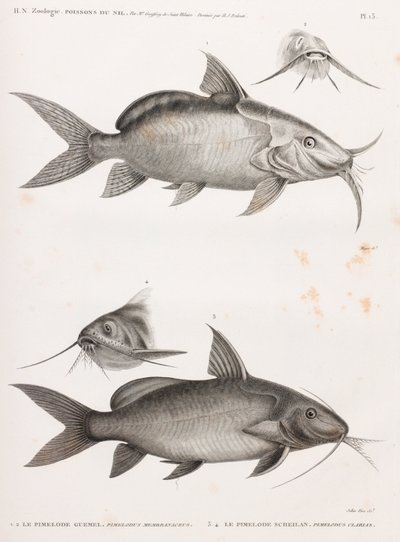 Le Pimedlode Guemel & Le Pimelode Scheilan de Unbekannt