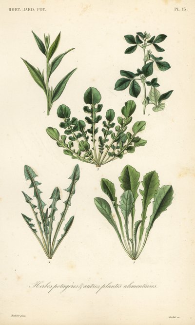 Legumes de folha, Herbes potageres de Unbekannt