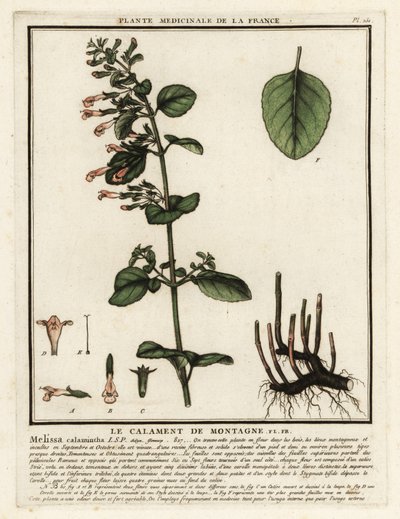 Calamint menor, Clinopodium nepeta. de Unbekannter Künstler
