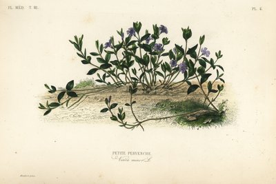 Pervinca menor, Vinca menor, Pervenche petite de Unbekannt