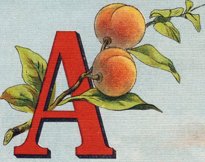 Letra A: damasco. Gravura em "Alfabeto de ma petite fille". Bernardin-Bechet e Fils, livreiro-editores, Paris, por volta de 1895. Álbum inquebrável em lona. Bibliotheque des Bebes. 12 páginas. Álbum contendo um método de leitura e um abeced ilustrativo. de Unbekannt