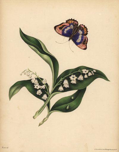 Lírios do Vale, Convallaria majalis, Pureza e retorno da felicidade; A Borboleta Imperador Púrpura, Apatura iris, Imortalidade da alma de Unbekannt